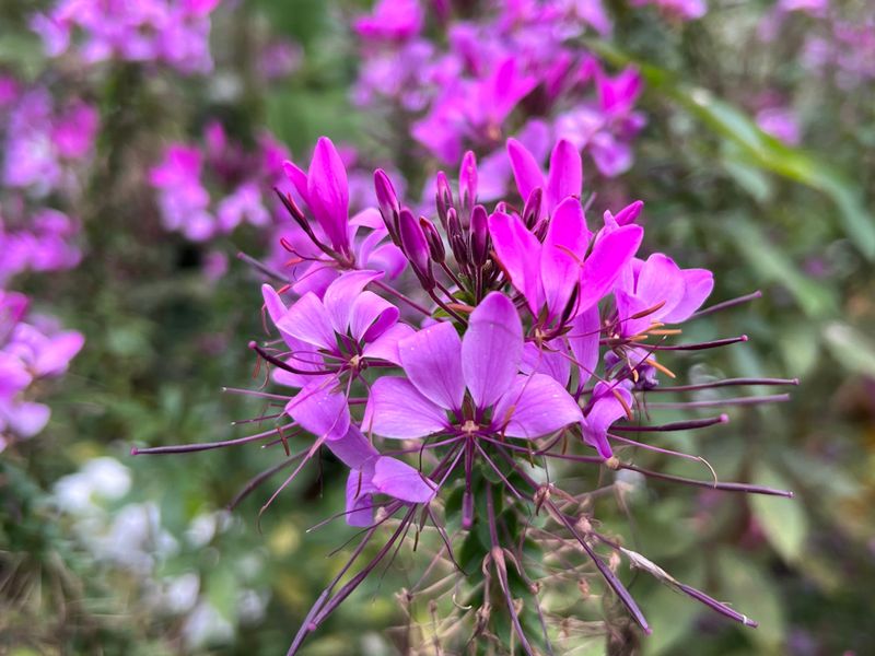 Spider Flower (Cleome hassleriana)