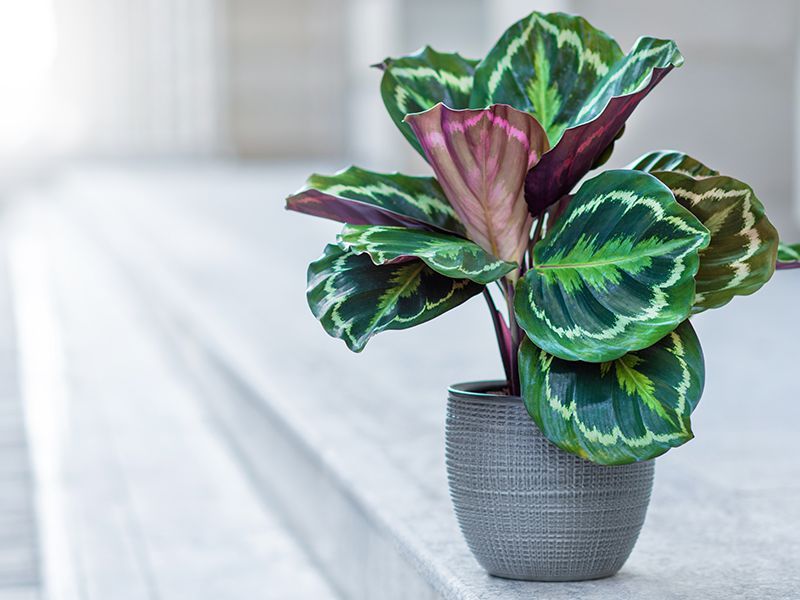 Calathea