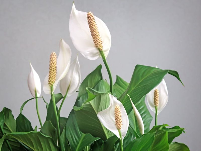 Peace Lily