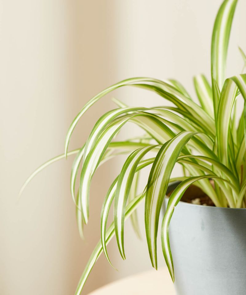 Spider Plant