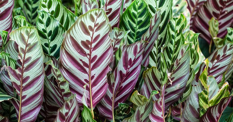 Calathea