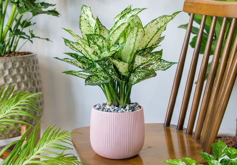 Chinese Evergreen