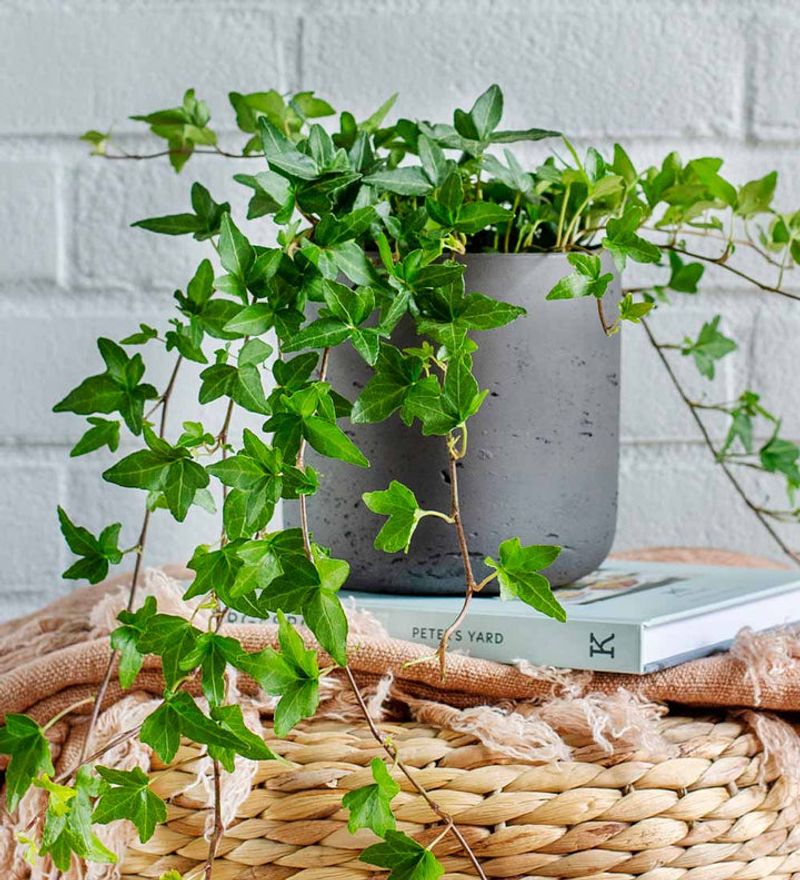 English Ivy (Hedera helix)