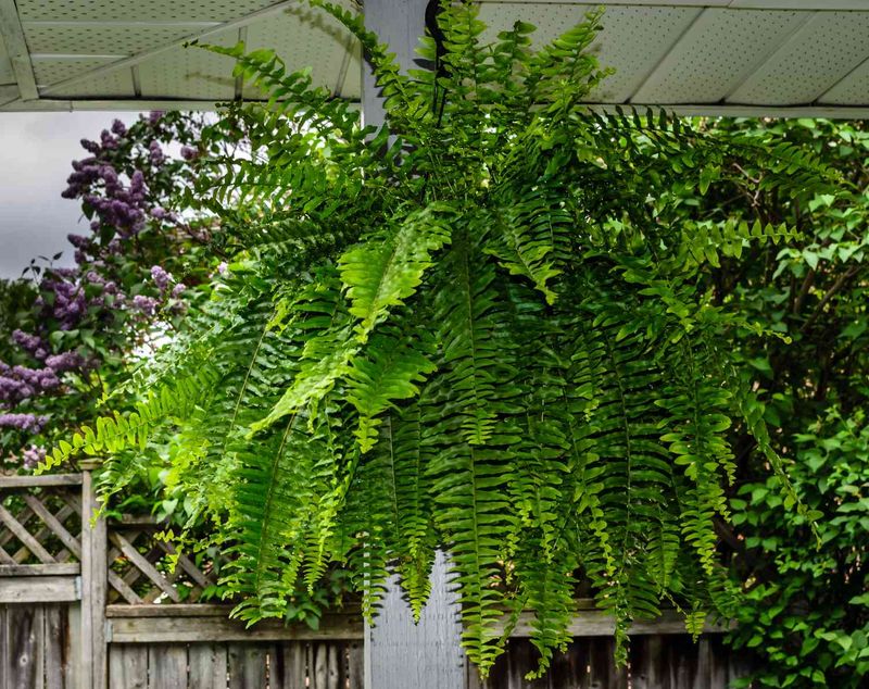Maidenhair Fern (Adiantum spp.)