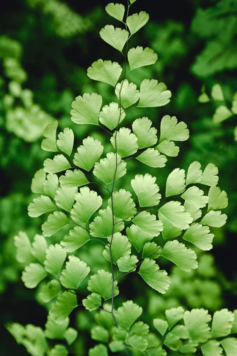 Maidenhair Fern