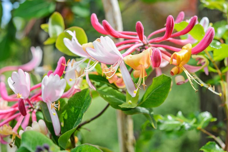 Honeysuckle (Lonicera)