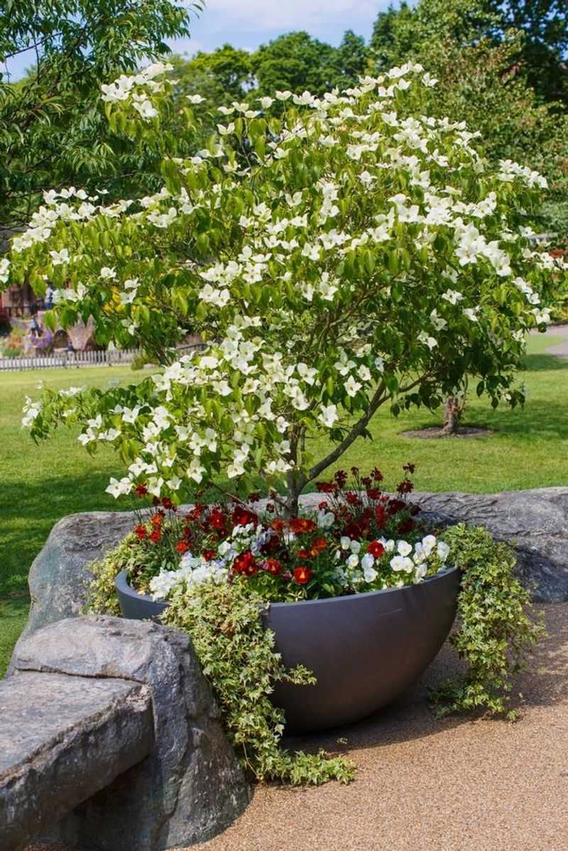 Dogwood (Dwarf Varieties)