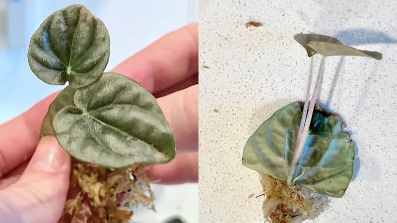 Peperomia