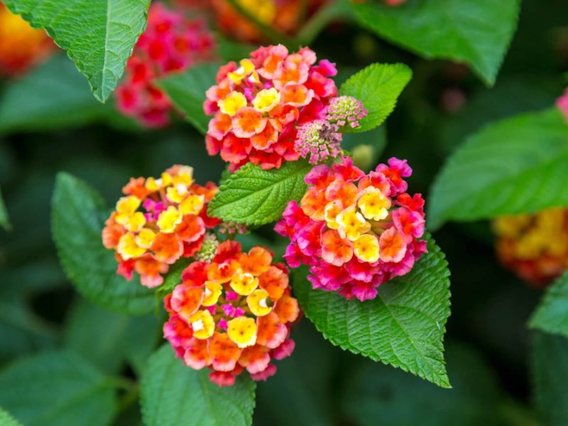 The Adaptive Lantana