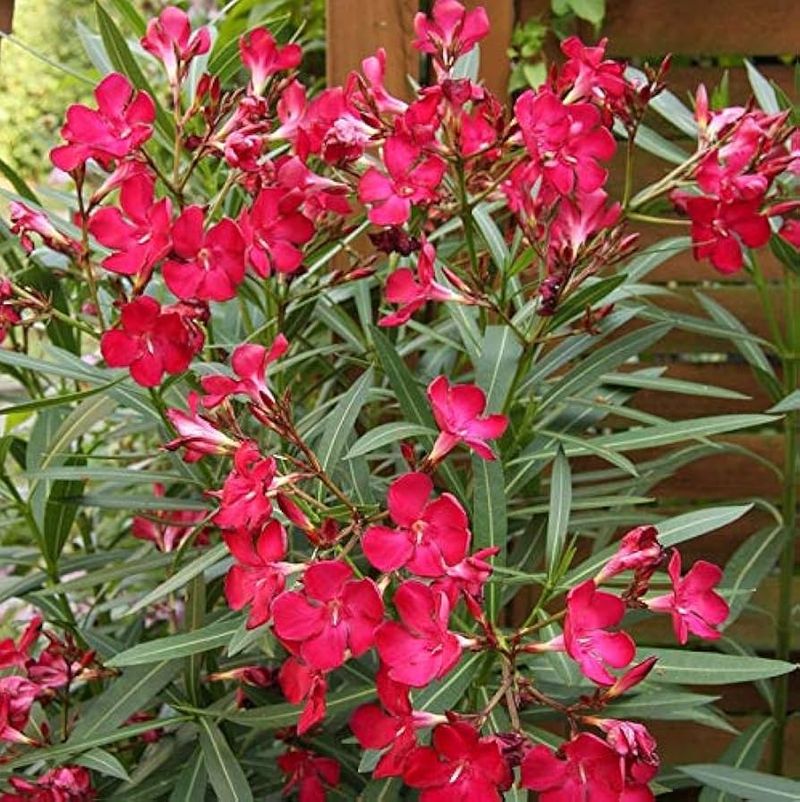 Oleander