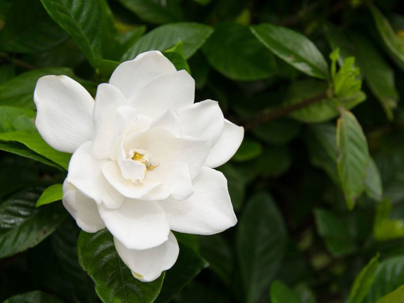 Gardenias