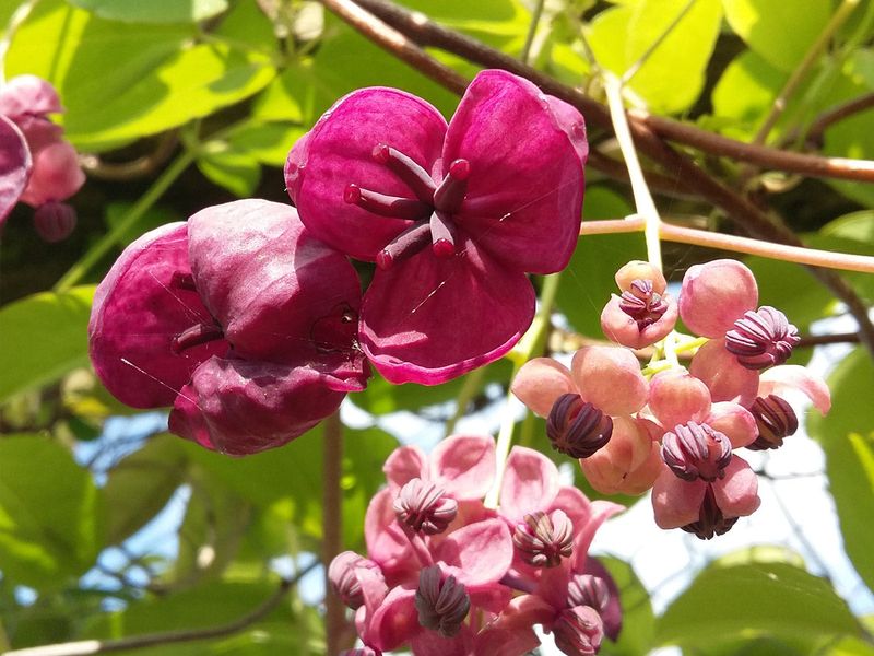 Chocolate Vine (Akebia quinata)