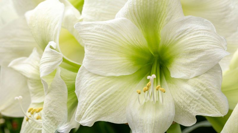 Amaryllis (White cultivar)