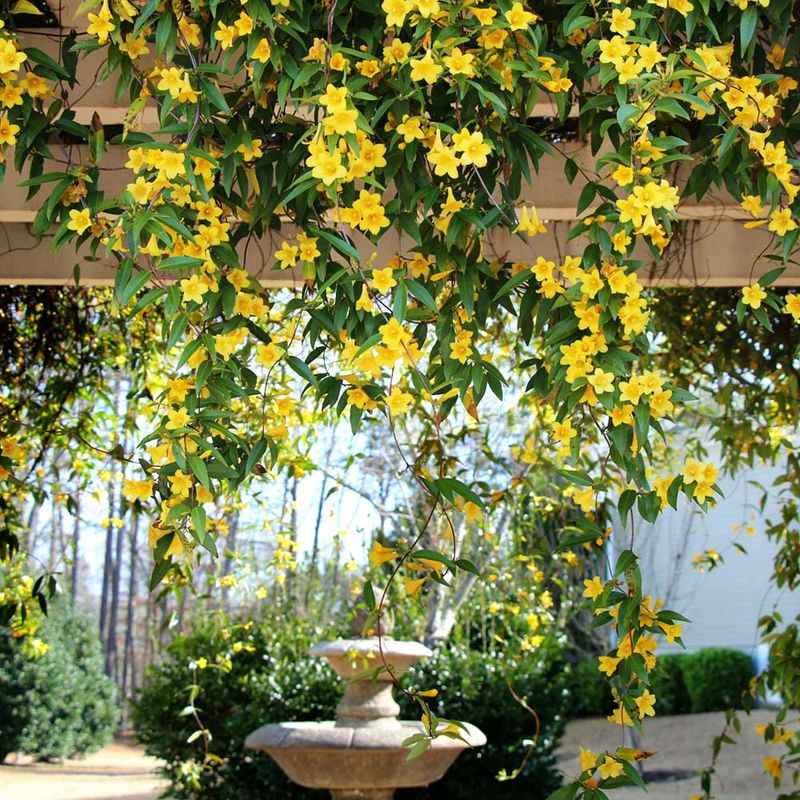 Carolina Jessamine (Gelsemium sempervirens)