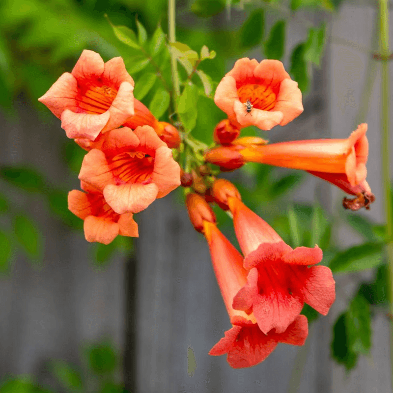 Trumpet Vine