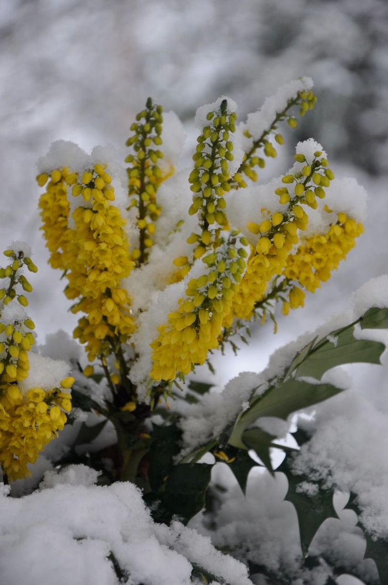 Mahonia