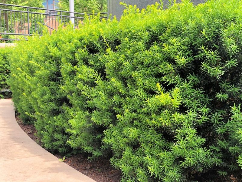 Yew (Taxus baccata)