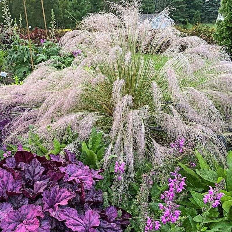 Ornamental Grasses
