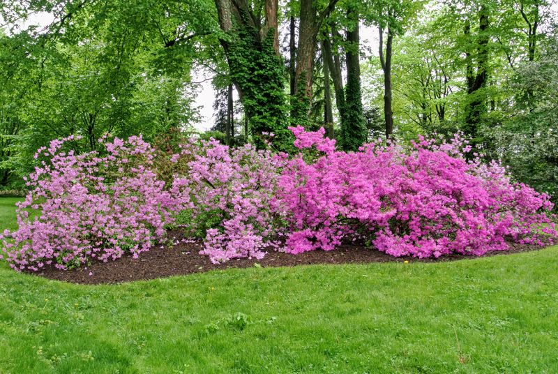 Azalea's Spring Splendor