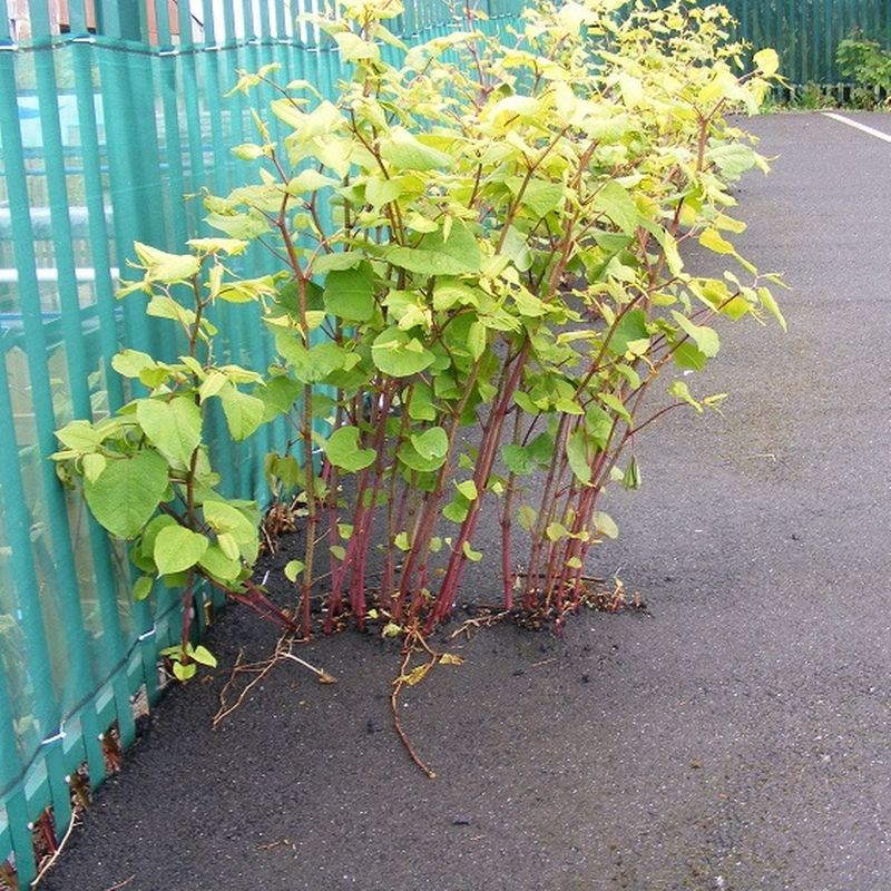 Japanese Knotweed (Fallopia japonica)