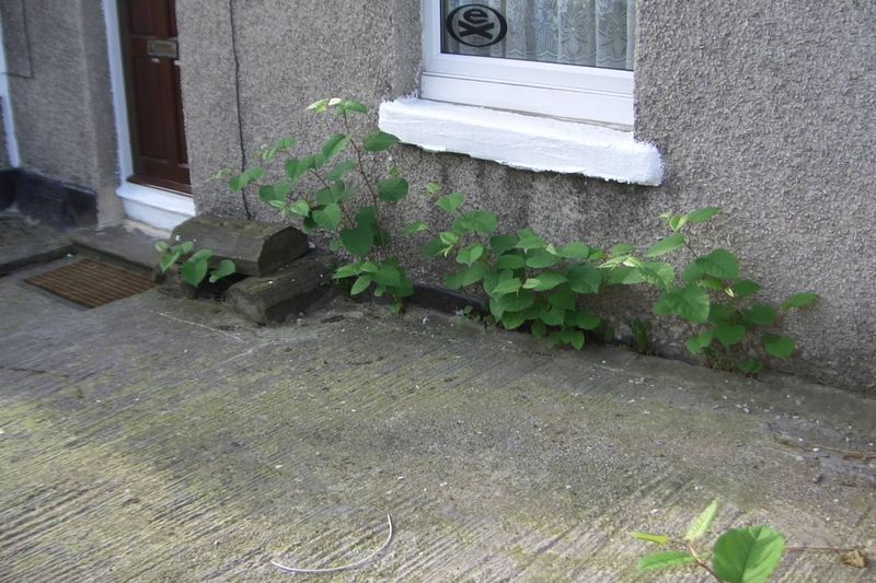 Japanese Knotweed