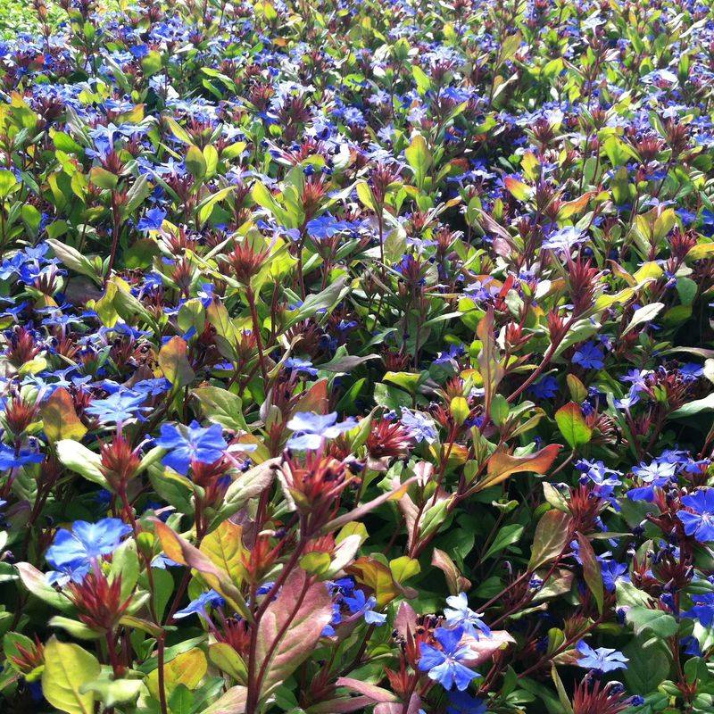 Dwarf Plumbago (Ceratostigma plumbaginoides)