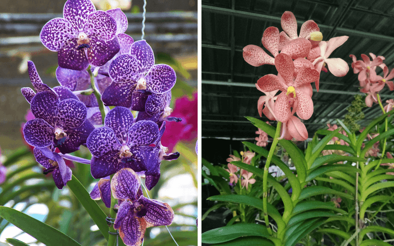 Vanda Orchid