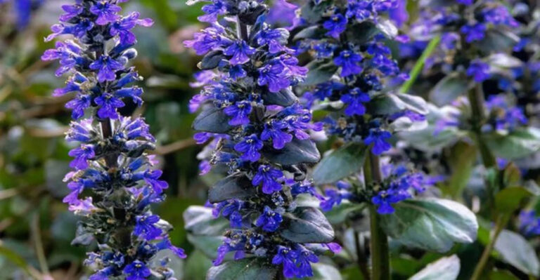Breaking: 17 Ground Cover Plants Are Replacing Lawns Everywhere in 2025