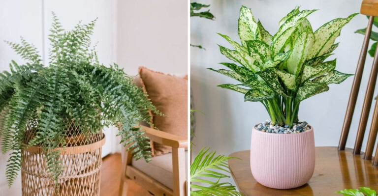 Breaking: 20 No-Light Plants Found to Purify Air Better Than Expected