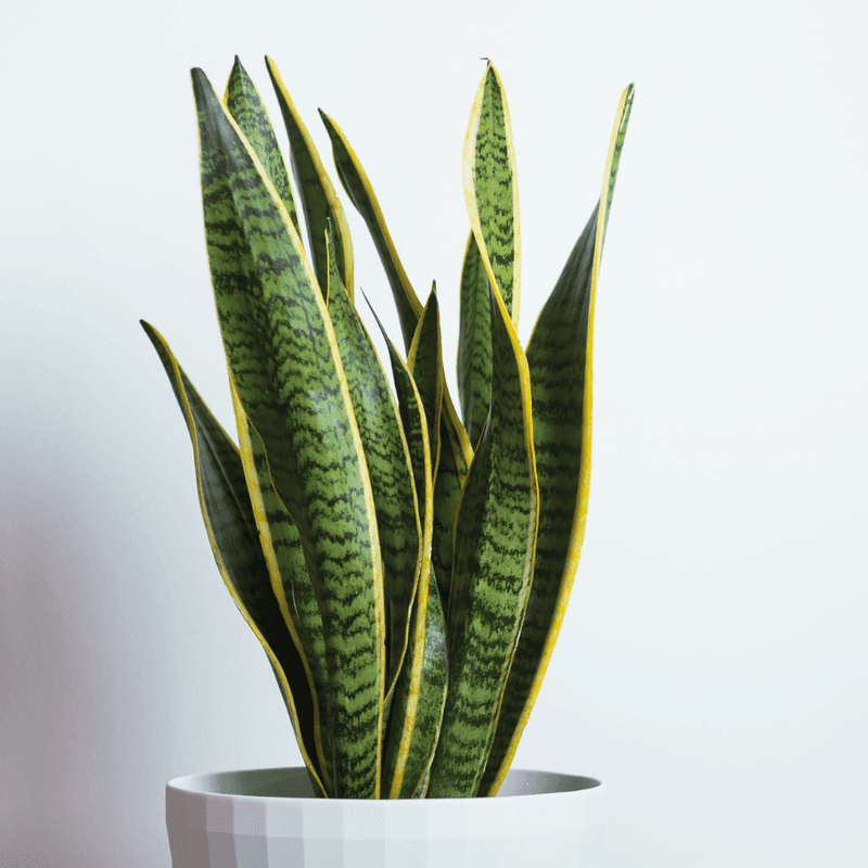 Snake Plant