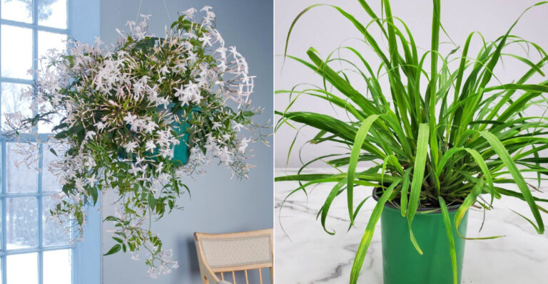 Breaking: These 15 Aromatic Plants Are Replacing Air Fresheners in 2025