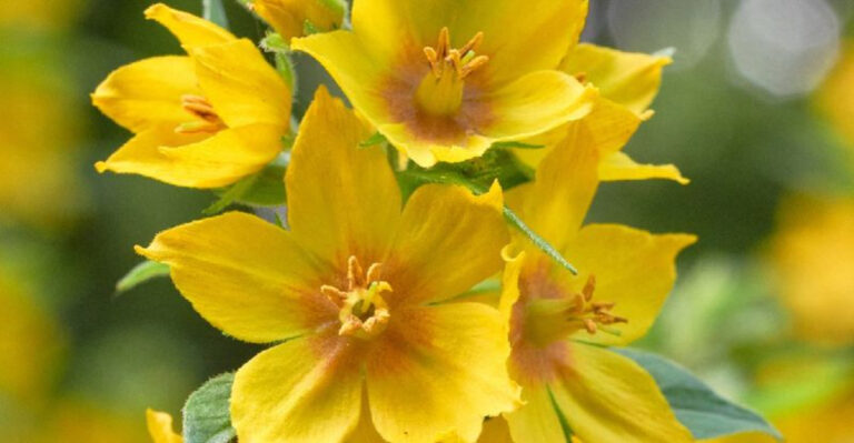 Breaking: These 22 Yellow Perennials Are Taking Over Gardens in 2025