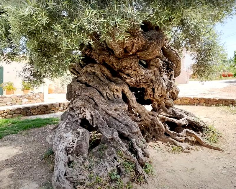 Olive Tree