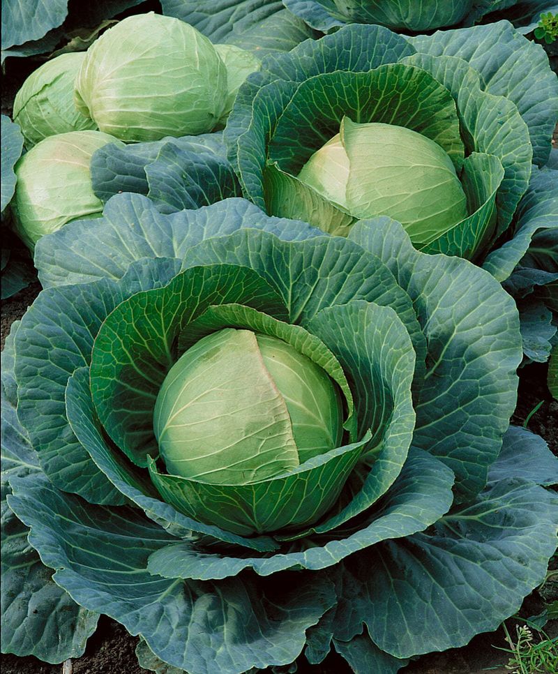 Cabbage