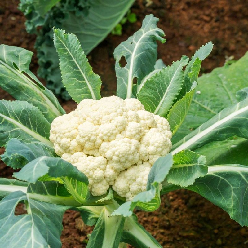 Cauliflower