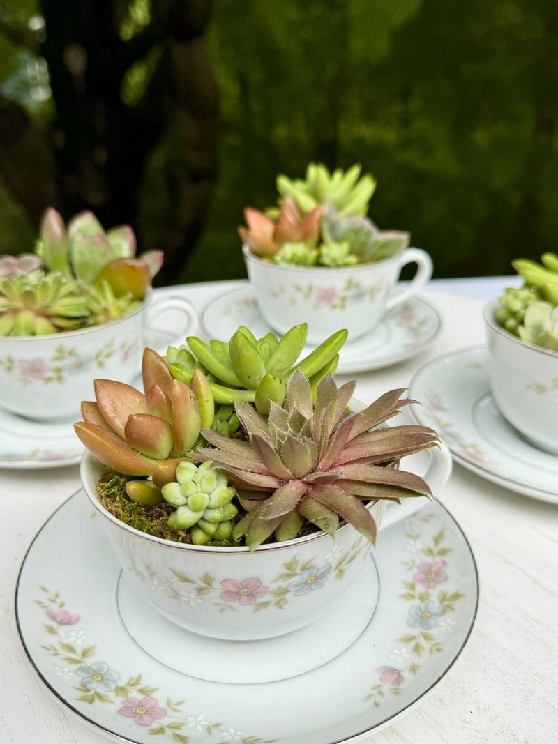 Tea Cup Succulent Planters