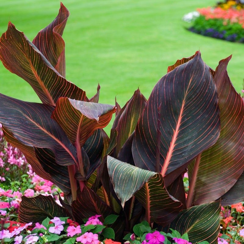 Canna Lily