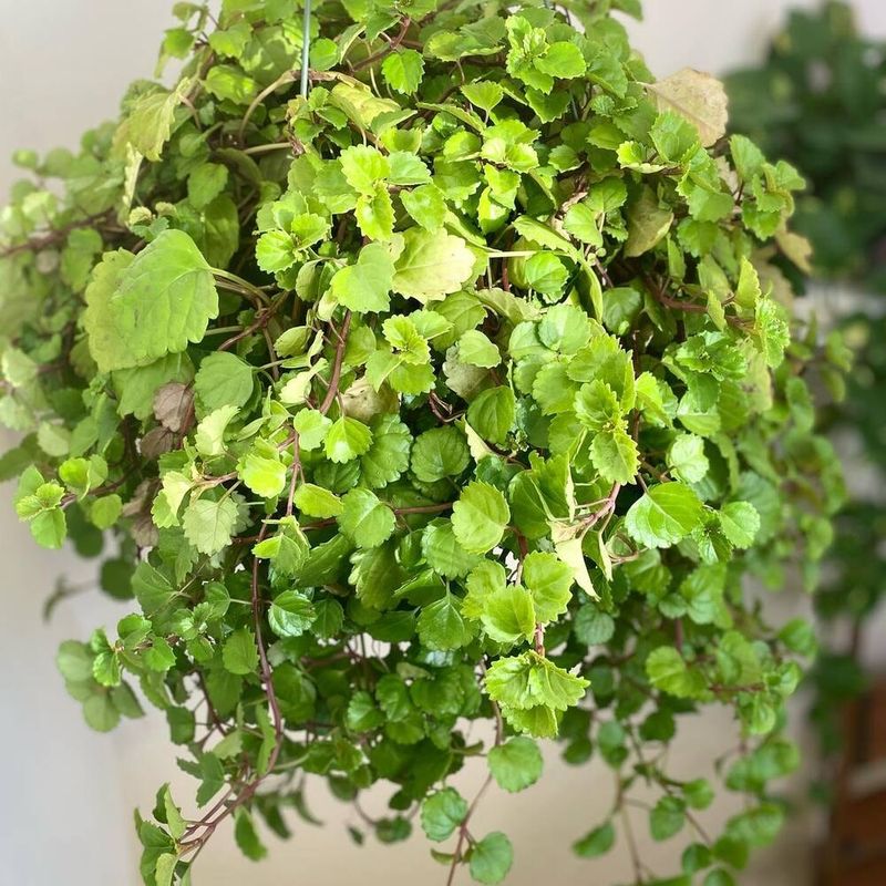 Swedish Ivy (Plectranthus verticillatus)