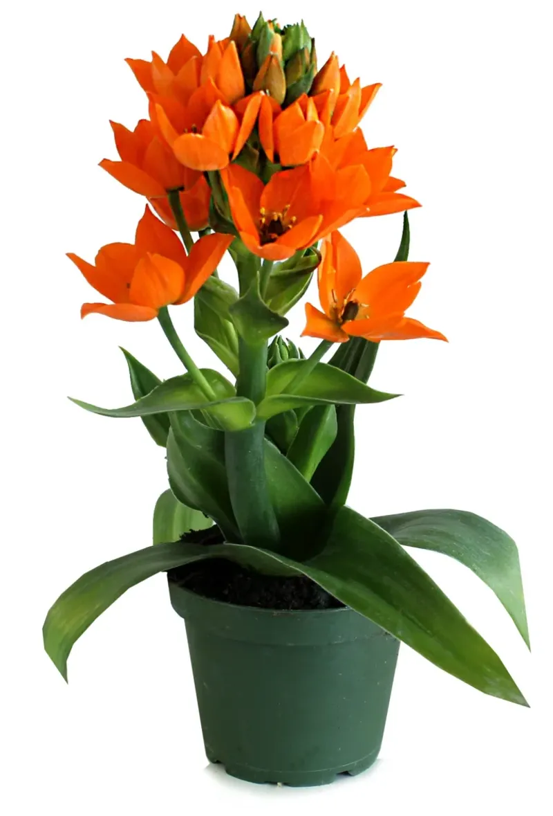 Orange Star Plant (Ornithogalum dubium)