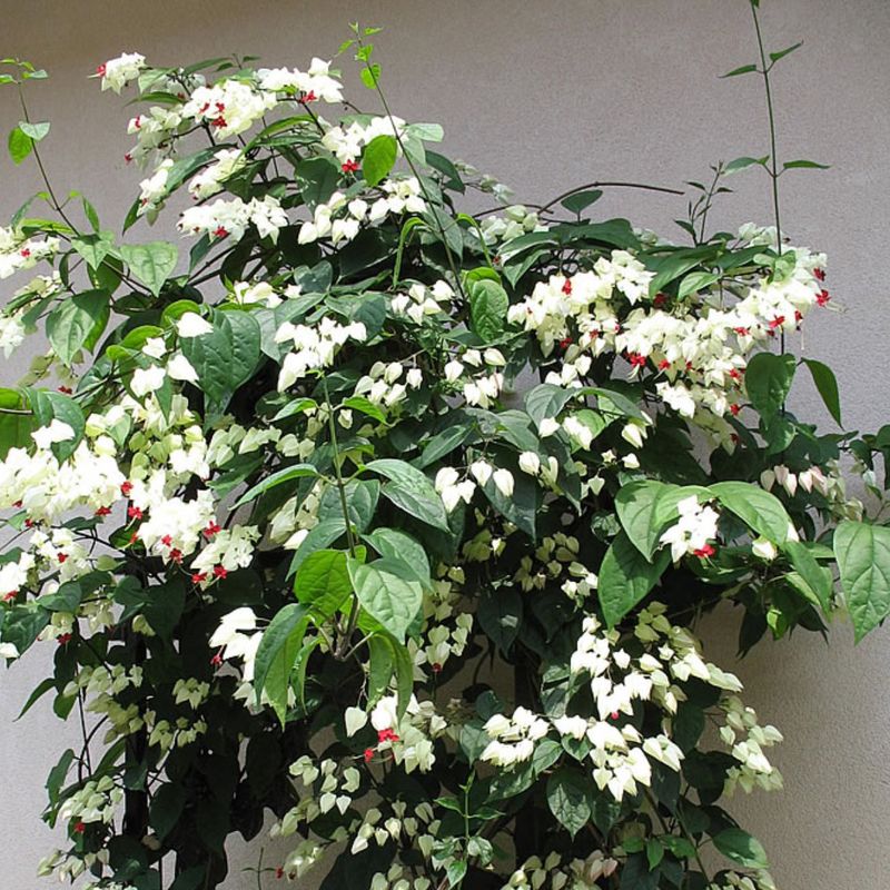 Clerodendrum (White-flowering Glorybower)
