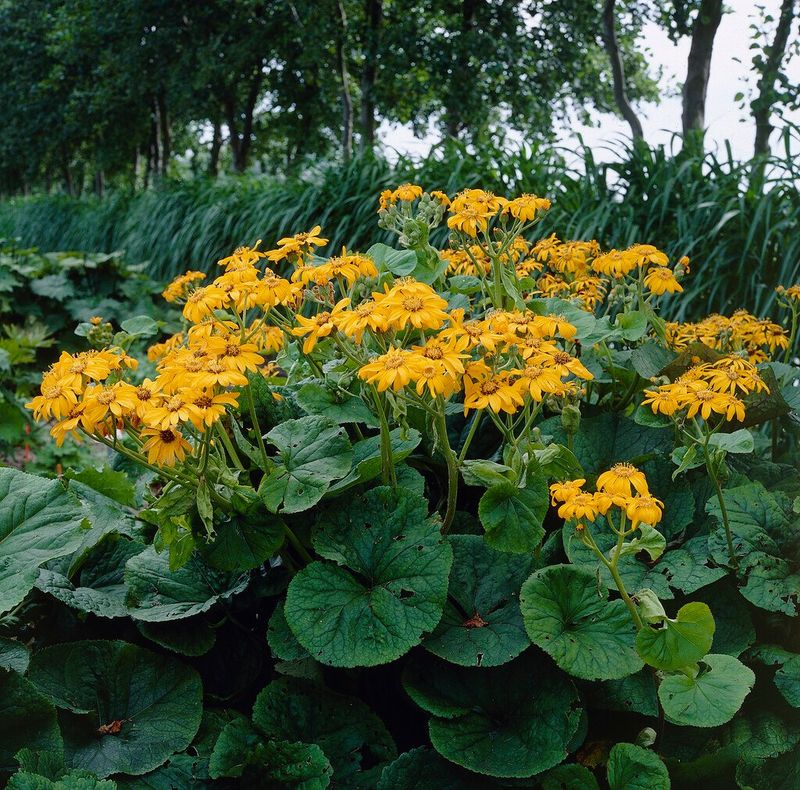 Ligularia
