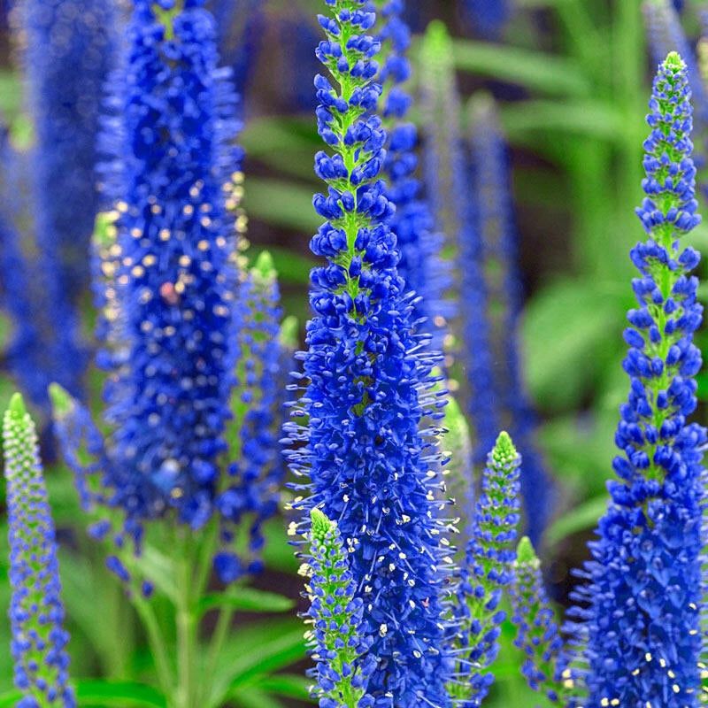 Veronica (Speedwell)