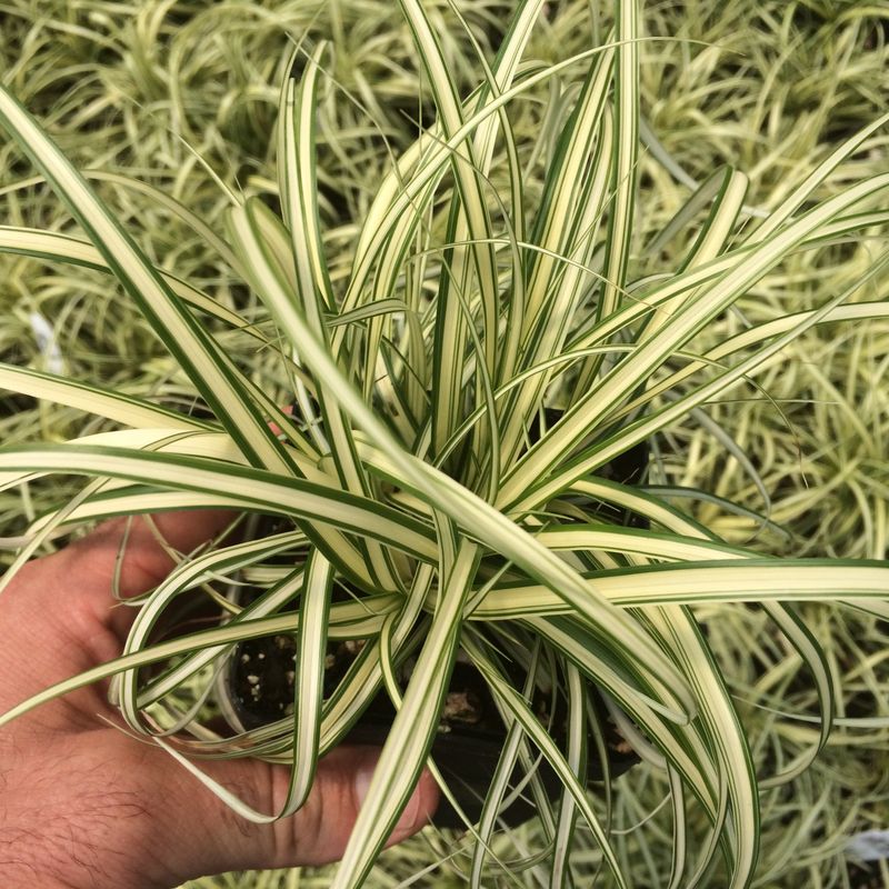 Carex Oshimensis 'Evergold'
