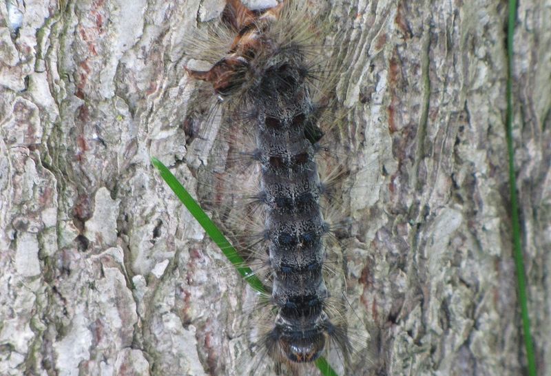 Slaty Grey Moth Caterpillar