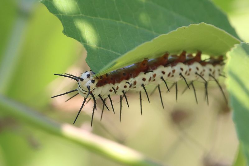 Zebra Longwing Caterpillar
