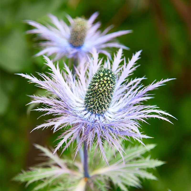 Sea Holly