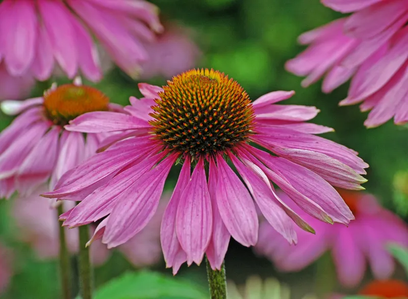 Purple Coneflower
