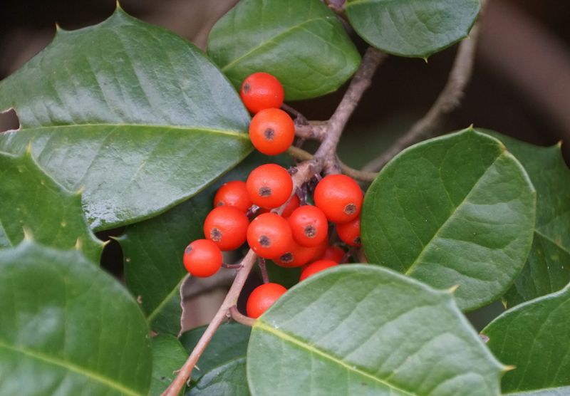 Inkberry (Ilex glabra, red-berried cultivar)