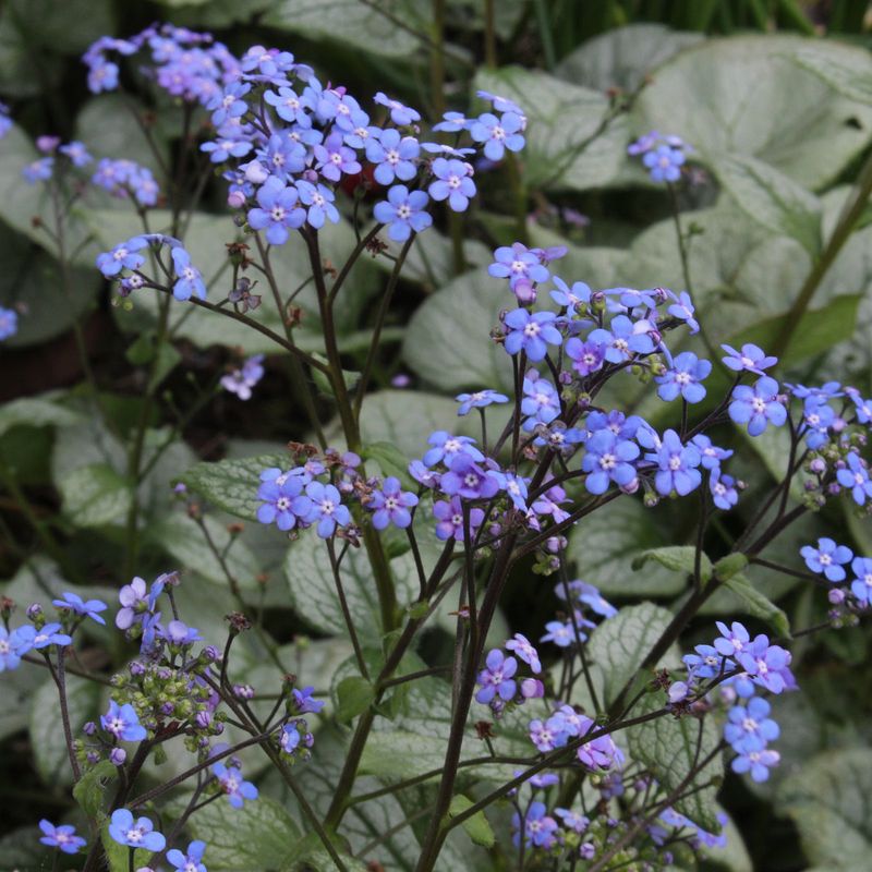 Brunnera