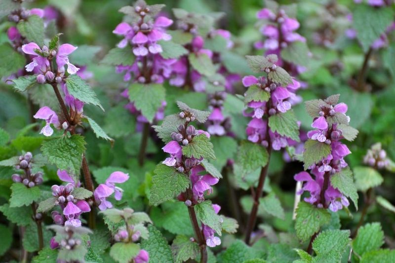 Lamium